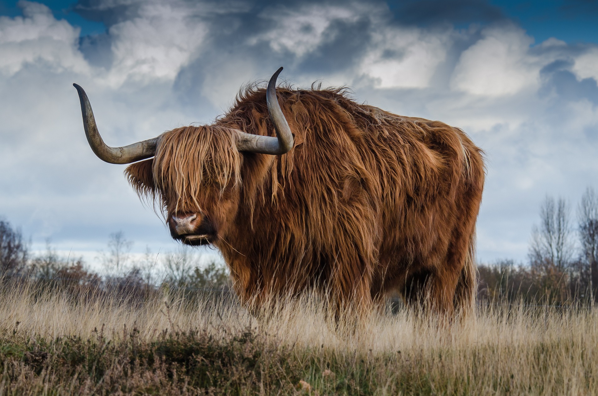 Traditional Highland Cattle in Scotland