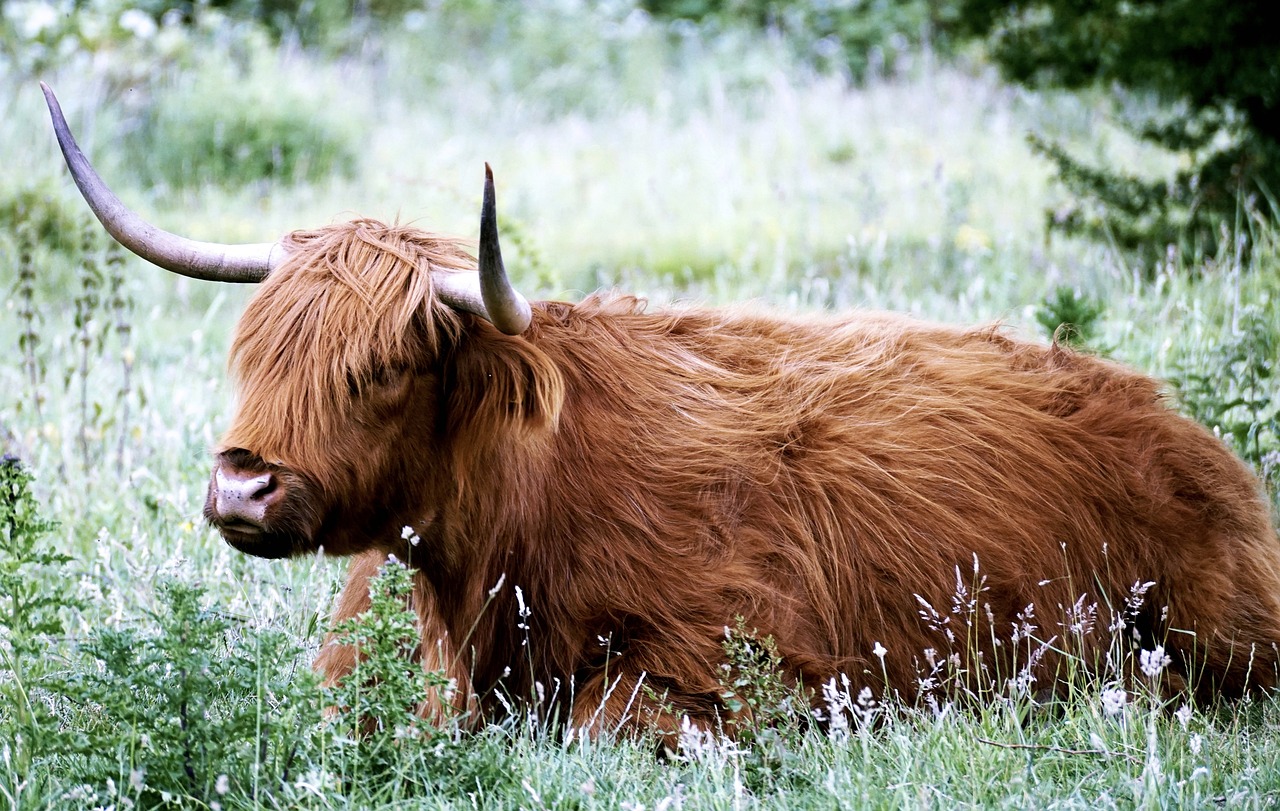 Happy Mini Highland Cow in farm setting