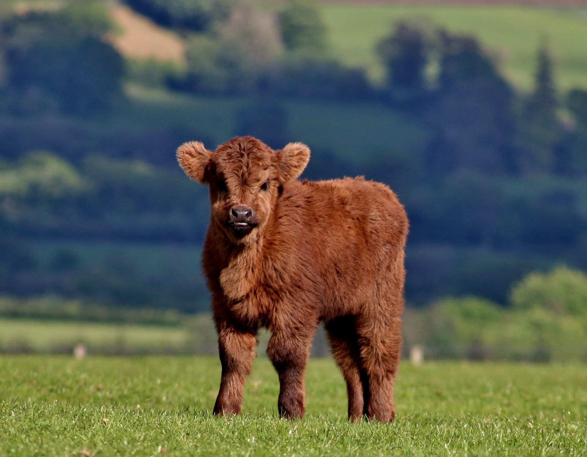 Mini Highland Cow with calf