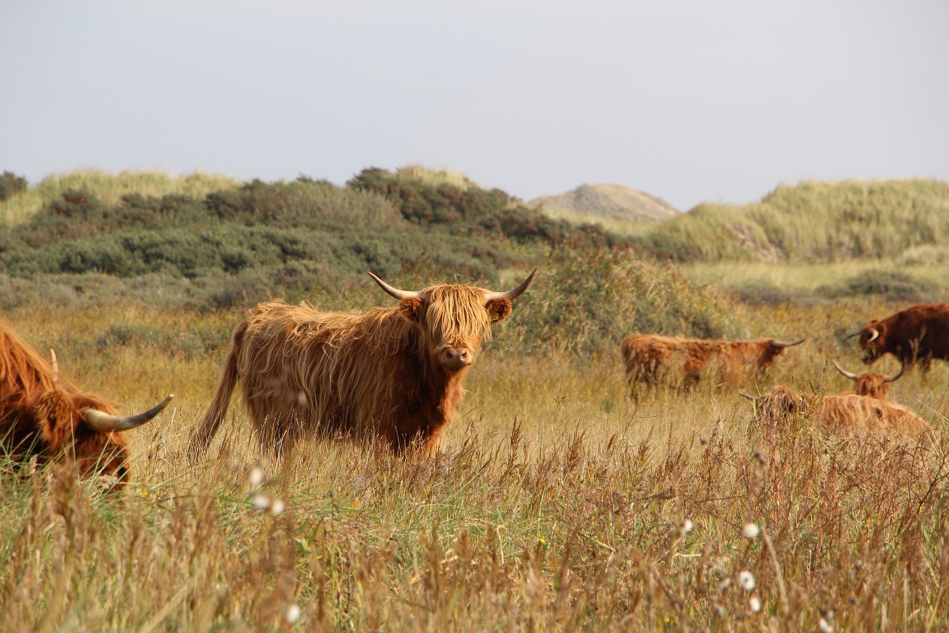 Mini Highland Cow in pasture