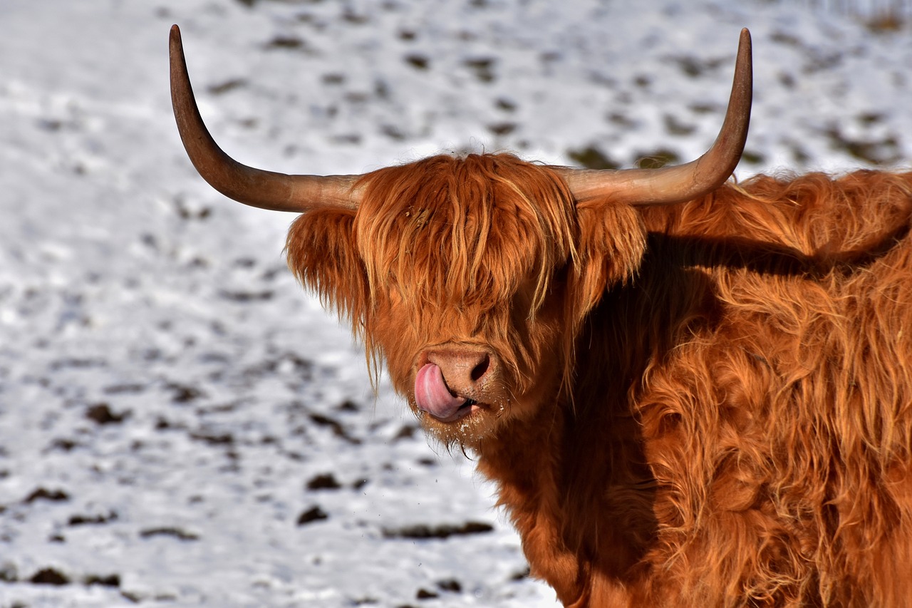 Close-up of Mini Highland Cow features