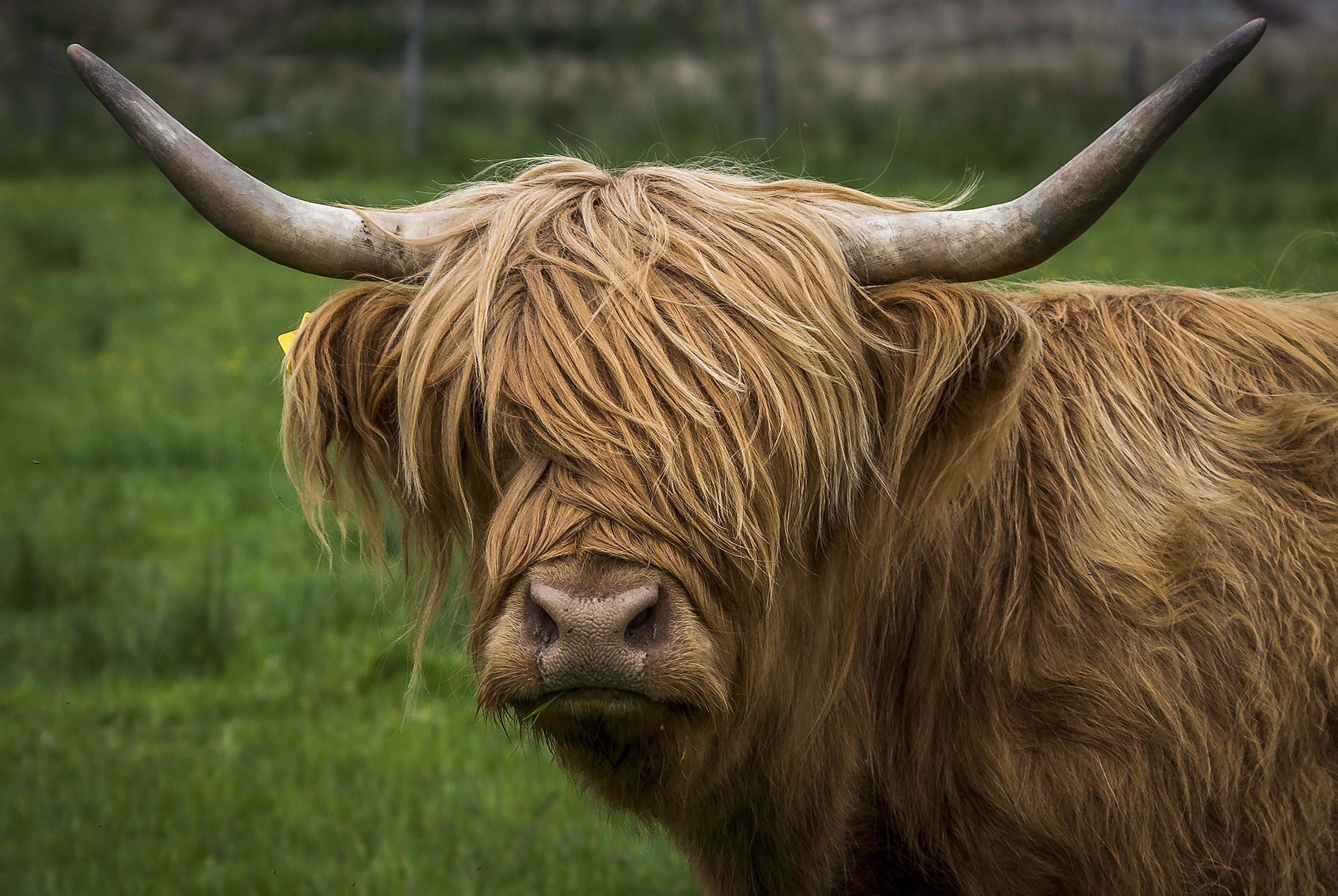 Mini Highland Cow in a field